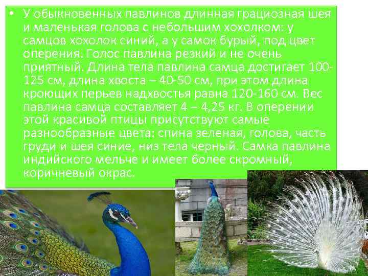  • У обыкновенных павлинов длинная грациозная шея и маленькая голова с небольшим хохолком: