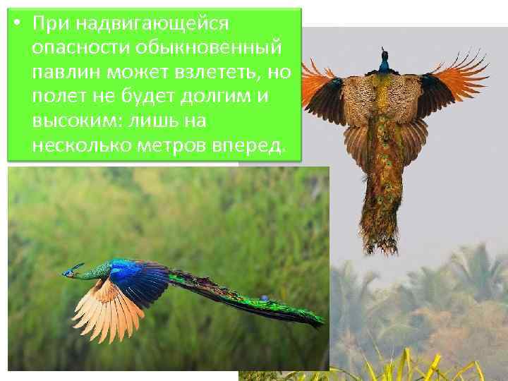  • При надвигающейся опасности обыкновенный павлин может взлететь, но полет не будет долгим