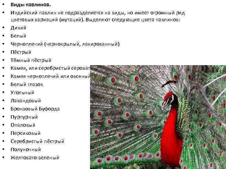 • • • • • Виды павлинов. Индийский павлин не подразделяется на виды,