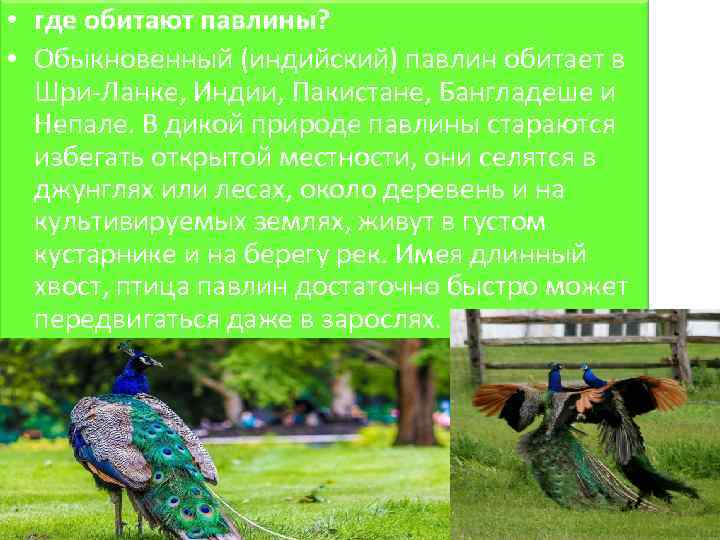  • где обитают павлины? • Обыкновенный (индийский) павлин обитает в Шри-Ланке, Индии, Пакистане,
