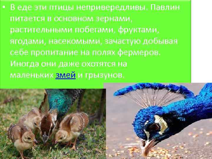  • В еде эти птицы непривередливы. Павлин питается в основном зернами, растительными побегами,