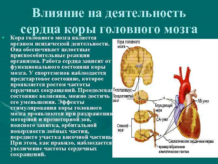  • Влияние на деятельность сердца коры головного мозга Кора головного мозга является органом