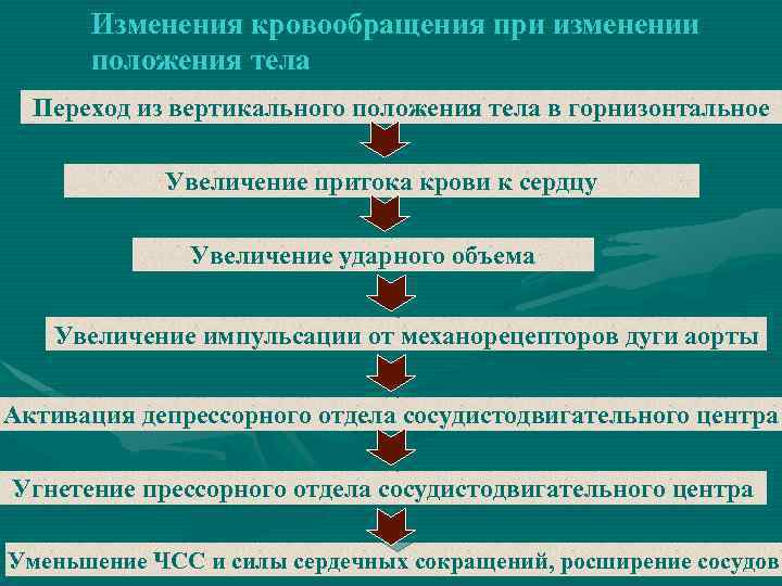 Изменения кровообращения при изменении положения тела Переход из вертикального положения тела в горнизонтальное Увеличение