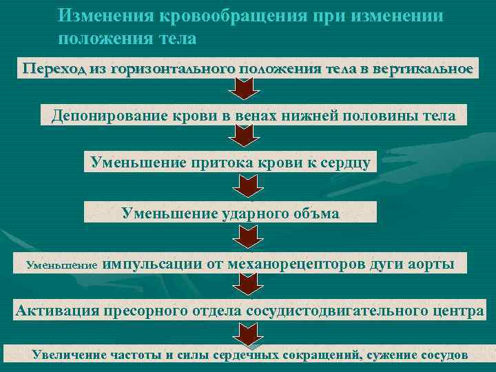 Изменение положения тела. Повышение давления при смене положения тела. Давление меняется от положения тела. Вертикальное положение и горизонтальное положение объясните. Осуществляющее депонирование крови в венах.