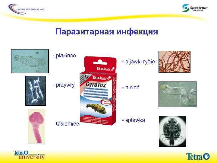 Паразитарная инфекция - płazińce - przywry - tasiemiec - pijawki rybie - nicień -