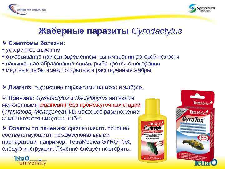 Жаберные паразиты Gyrodactylus Ø Симптомы болезни: • ускоренное дыхание • отхаркивание при одновременном выпячивании