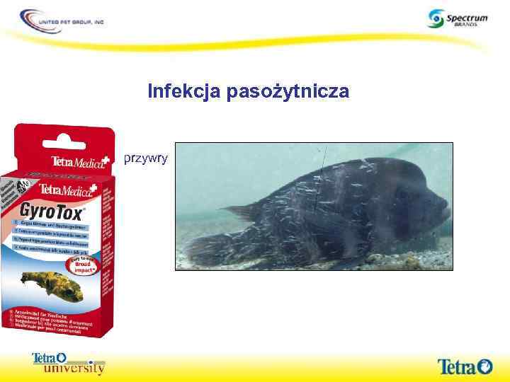 Infekcja pasożytnicza przywry 