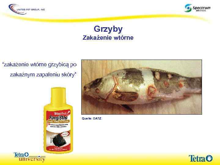 Grzyby Zakażenie wtórne “zakażenie wtórne grzybicą po zakaźnym zapaleniu skóry” Quelle: DATZ 