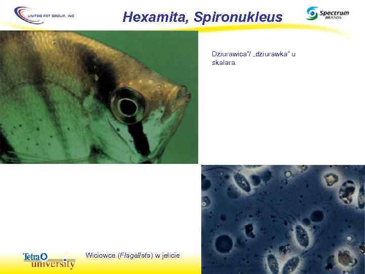 Hexamita, Spironukleus Dziurawica”/ „dziurawka” u skalara. Wiciowce (Flagellata) w jelicie 