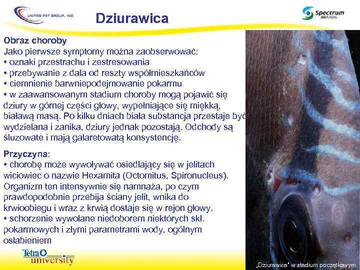 Dziurawica Obraz choroby Jako pierwsze symptomy można zaobserwować: • oznaki przestrachu i zestresowania •