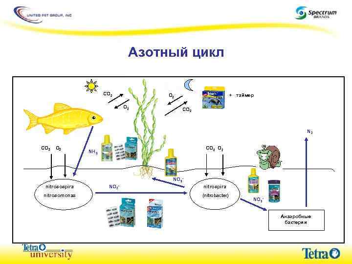 Азотный цикл CO 2 O 2 + таймер CO 2 N 2 CO 2