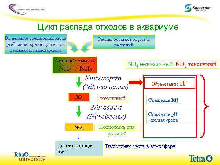 Цикл распада отходов в аквариуме Выделение соединений азота рыбами во время процессов дыхания и