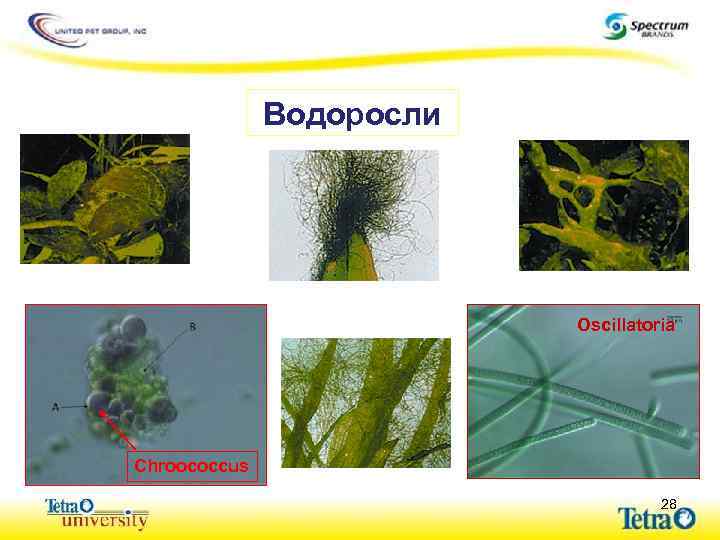 Водоросли Blau“algen“ sind eigentlich Bakterien! Oscillatoria Chroococcus 28 