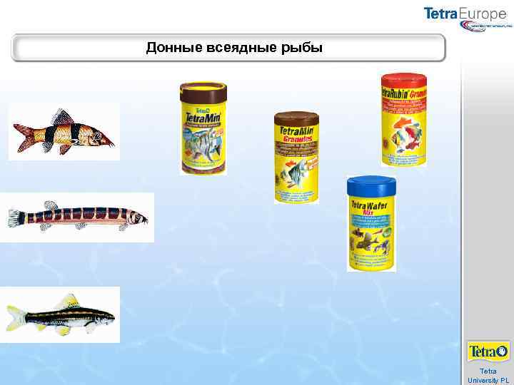 Донные всеядные рыбы Tetra University PL 