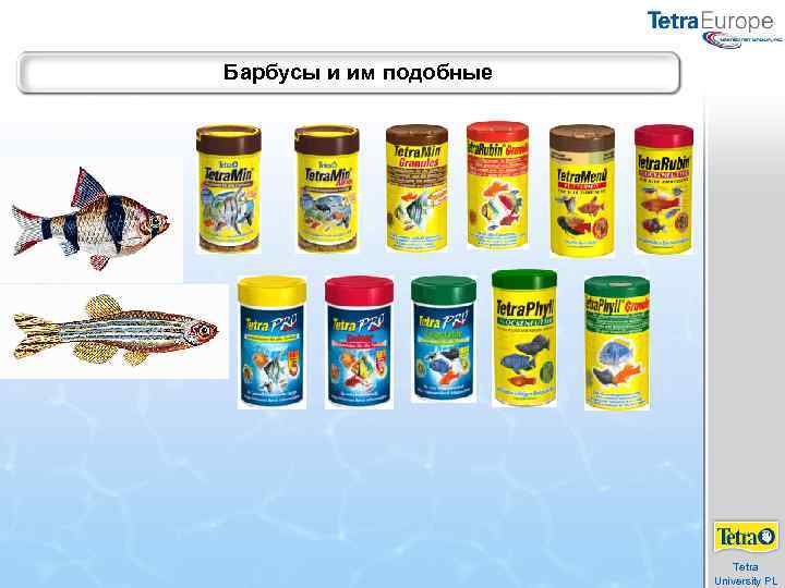 Барбусы и им подобные Tetra University PL 
