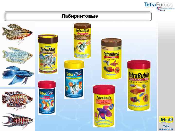 Лабиринтовые Tetra University PL 