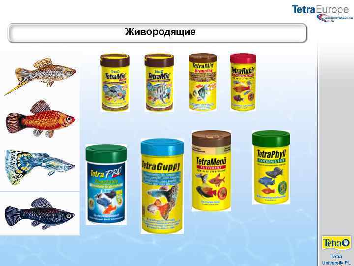 Живородящие Tetra University PL 