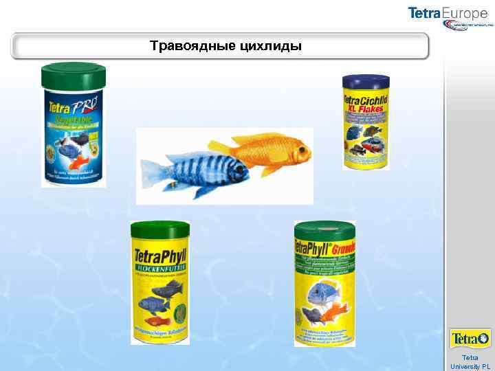 Травоядные цихлиды Tetra University PL 