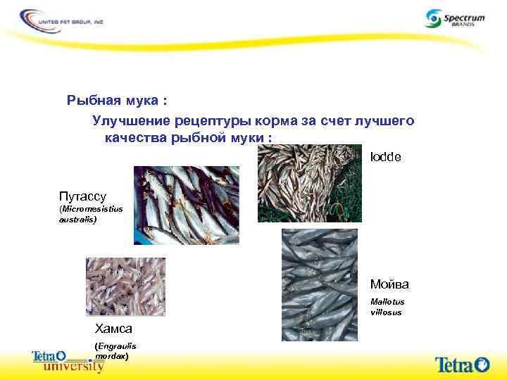 Рыбная мука : Улучшение рецептуры корма за счет лучшего качества рыбной муки : lodde