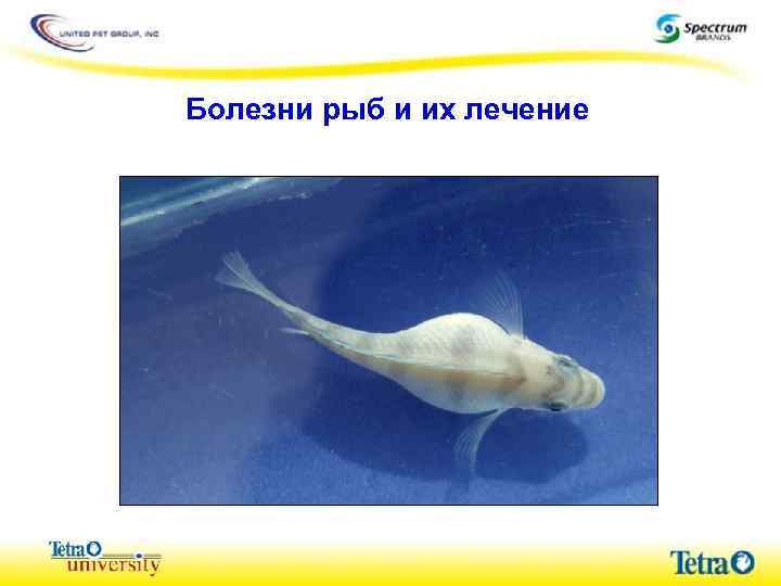 Болезни рыб и их лечение 
