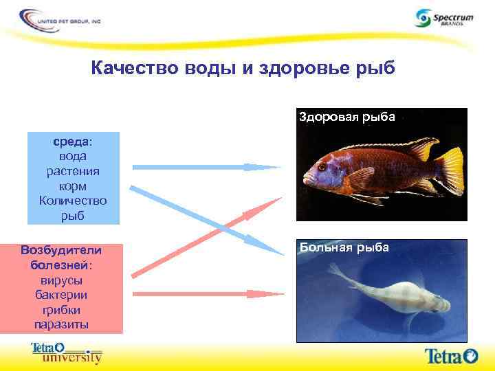Качество воды и здоровье рыб Здоровая рыба среда: вода растения корм Количество рыб Возбудители