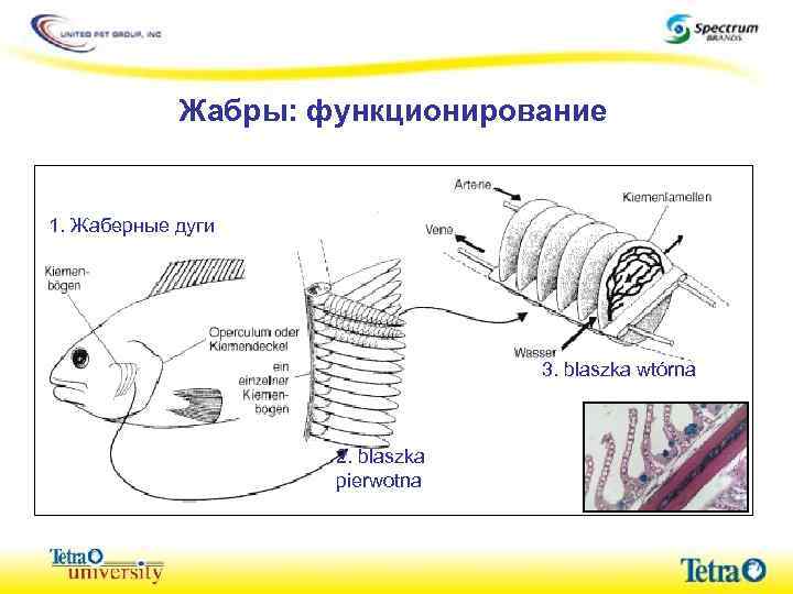 Жабры: функционирование 1. Жаберные дуги 3. blaszka wtórna 2. blaszka pierwotna 