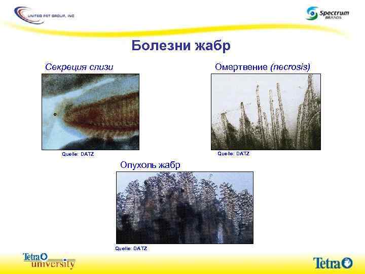 Болезни жабр Секреция слизи Омертвение (necrosis) Quelle: DATZ Опухоль жабр Quelle: DATZ 