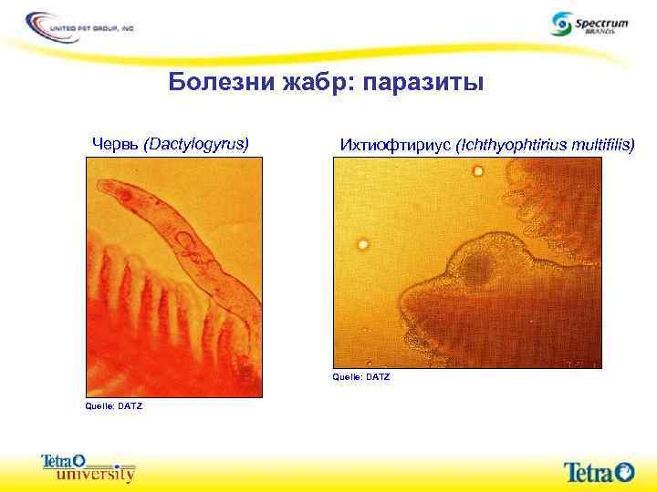 Болезни жабр: паразиты Червь (Dactylogyrus) Ихтиофтириус (Ichthyophtirius multifilis) Quelle: DATZ 