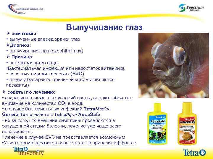 Выпучивание глаз Ø симптомы: • выпученные вперед зрачки глаз ØДиагноз: • выпучивание глаз (exophthalmus)