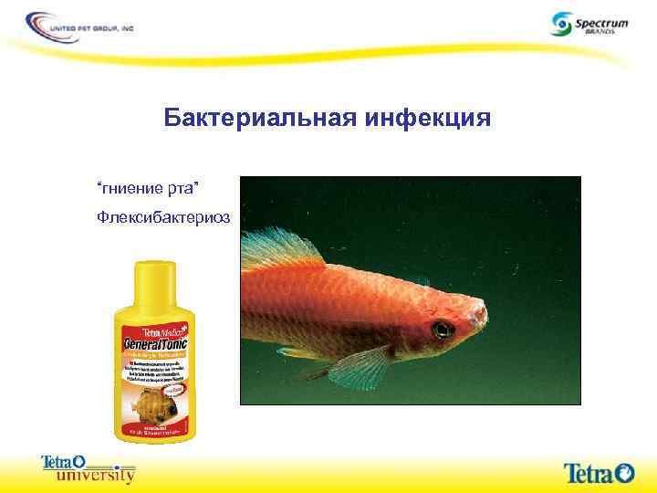 Бактериальная инфекция “гниение рта” Флексибактериоз 