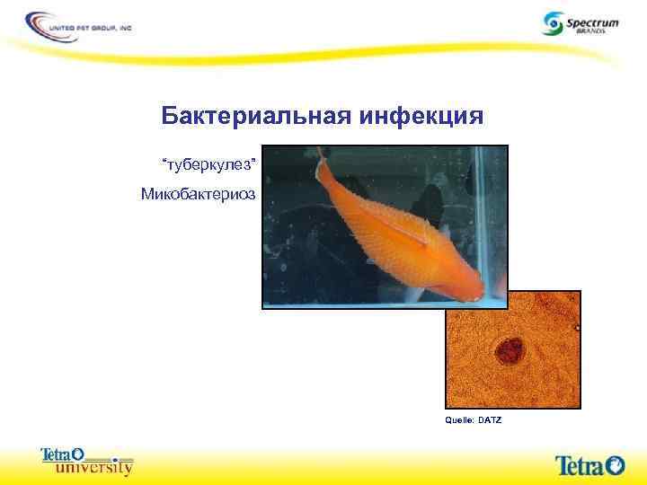 Бактериальная инфекция “туберкулез” Микобактериоз Quelle: DATZ 