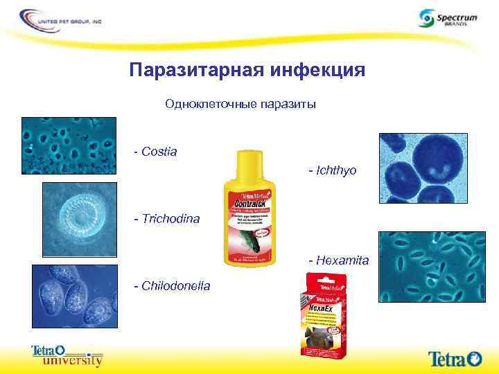 Паразитарная инфекция Одноклеточные паразиты - Costia - Ichthyo - Trichodina - Hexamita - Chilodonella