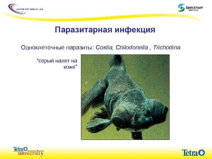 Паразитарная инфекция Одноклеточные паразиты: Costia, Chilodonella , Trichodina “серый налет на коже” 