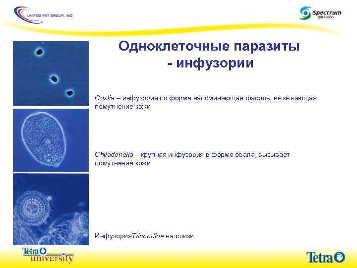  Одноклеточные паразиты - инфузории Costia – инфузория по форме напоминающая фасоль, вызывающая помутнение