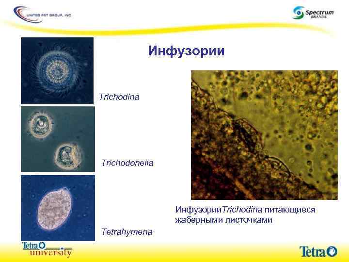 Инфузории Trichodina Trichodonella Инфузории. Trichodina питающиеся жаберными листочками Tetrahymena 