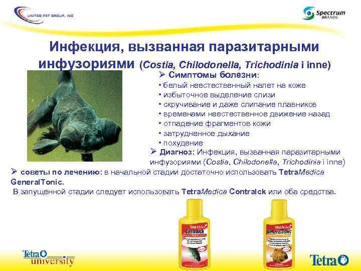 Инфекция, вызванная паразитарными инфузориями (Costia, Chilodonella, Trichodinia i inne) Ø Симптомы болезни: • белый