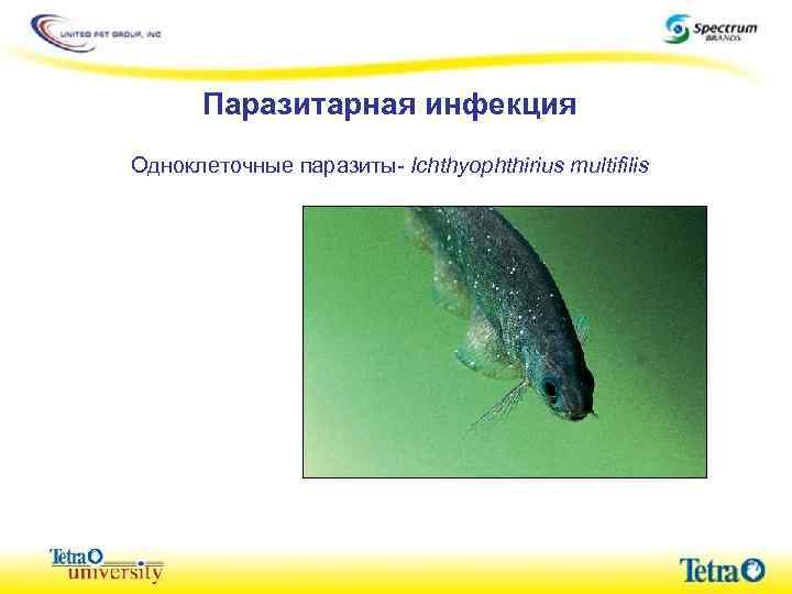Паразитарная инфекция Одноклеточные паразиты- Ichthyophthirius multifilis 