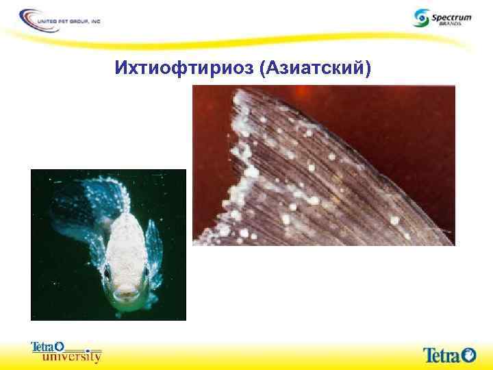 Ихтиофтириоз (Азиатский) 