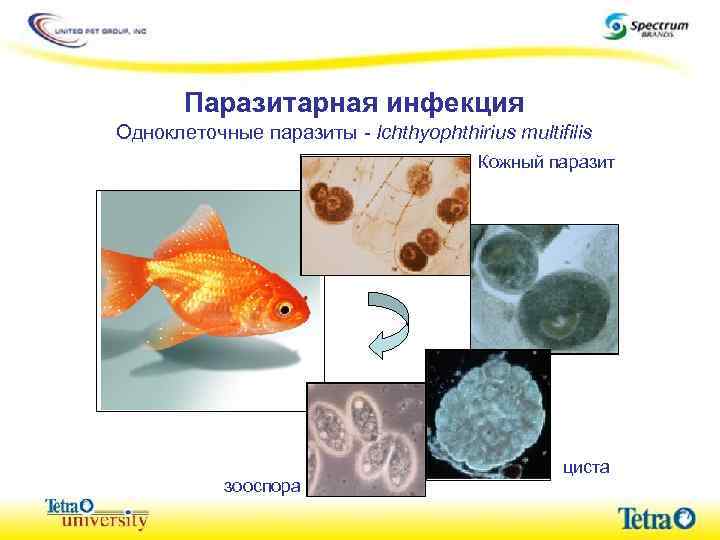 Паразитарная инфекция Одноклеточные паразиты - Ichthyophthirius multifilis Кожный паразит зооспора циста 