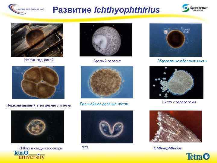 Развитие Ichthyophthirius Ichthyo под кожей Первоначальный этап деления клетки Ichthyo в стадии зооспоры Зрелый