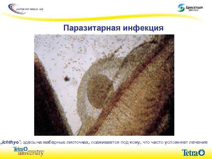 Паразитарная инфекция „Ichthyo”, здесь на жаберных листочках, осаживается под кожу, что часто усложняет лечение