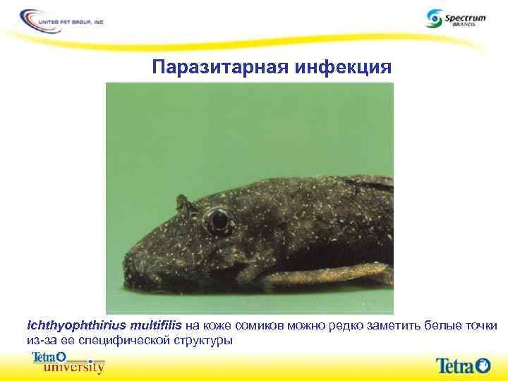 Паразитарная инфекция Ichthyophthirius multifilis на коже сомиков можно редко заметить белые точки из-за ее