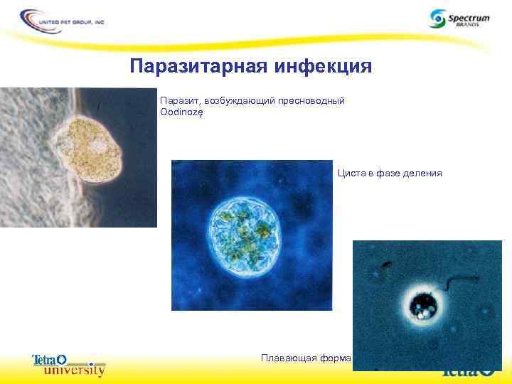 Паразитарная инфекция Паразит, возбуждающий пресноводный Oodinozę Циста в фазе деления Плавающая форма 