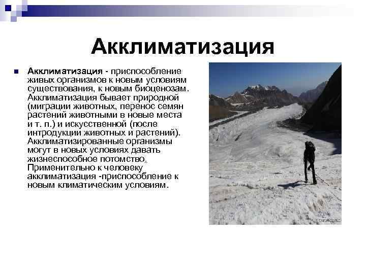 Акклиматизация n Акклиматизация - приспособление живых организмов к новым условиям существования, к новым биоценозам.