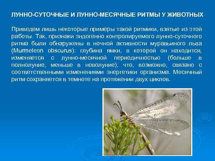ЛУННО-СУТОЧНЫЕ И ЛУННО-МЕСЯЧНЫЕ РИТМЫ У ЖИВОТНЫХ Приведем лишь некоторые примеры такой ритмики, взятые из