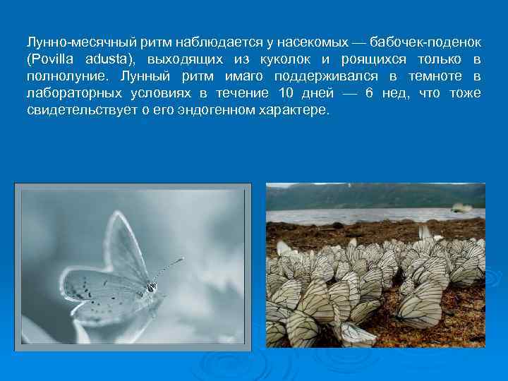 Лунно-месячный ритм наблюдается у насекомых — бабочек-поденок (Povilla adusta), выходящих из куколок и роящихся