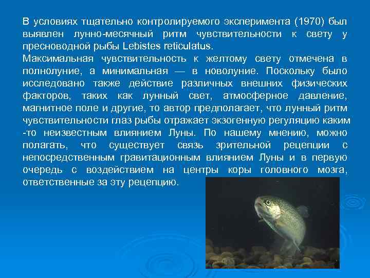 В условиях тщательно контролируемого эксперимента (1970) был выявлен лунно-месячный ритм чувствительности к свету у