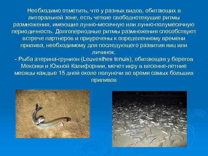 Необходимо отметить, что у разных видов, обитающих в литоральной зоне, есть четкие свободнотекущие ритмы