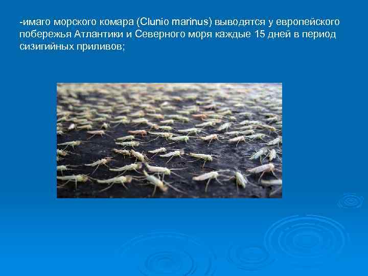 -имаго морского комара (Clunio marinus) выводятся у европейского побережья Атлантики и Северного моря каждые