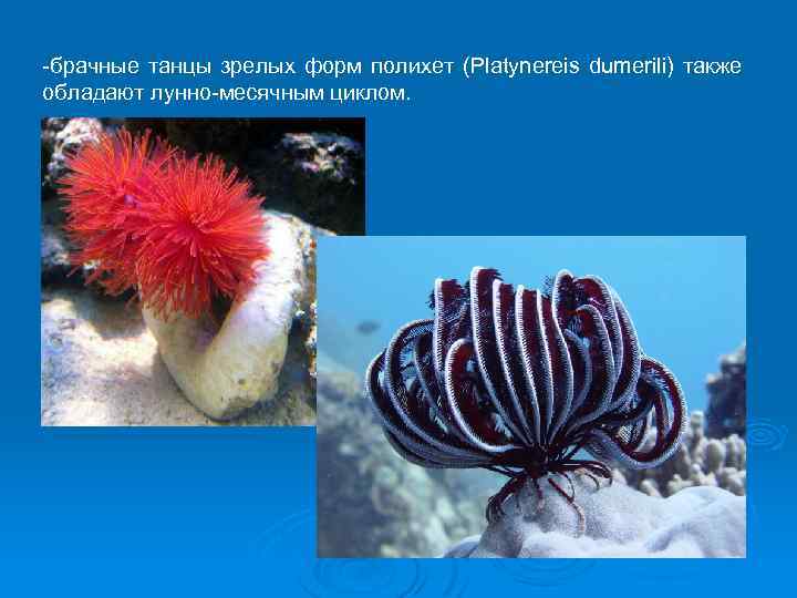 -брачные танцы зрелых форм полихет (Platynereis dumerili) также обладают лунно-месячным циклом. 